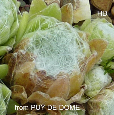 arachnoideum from Puy de Dôme
