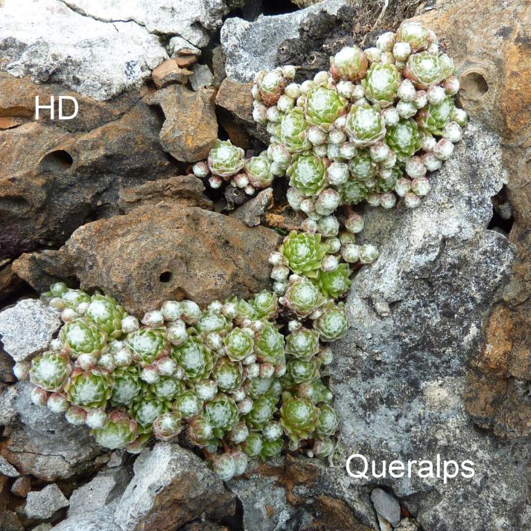 arachnoideum from Queralbs