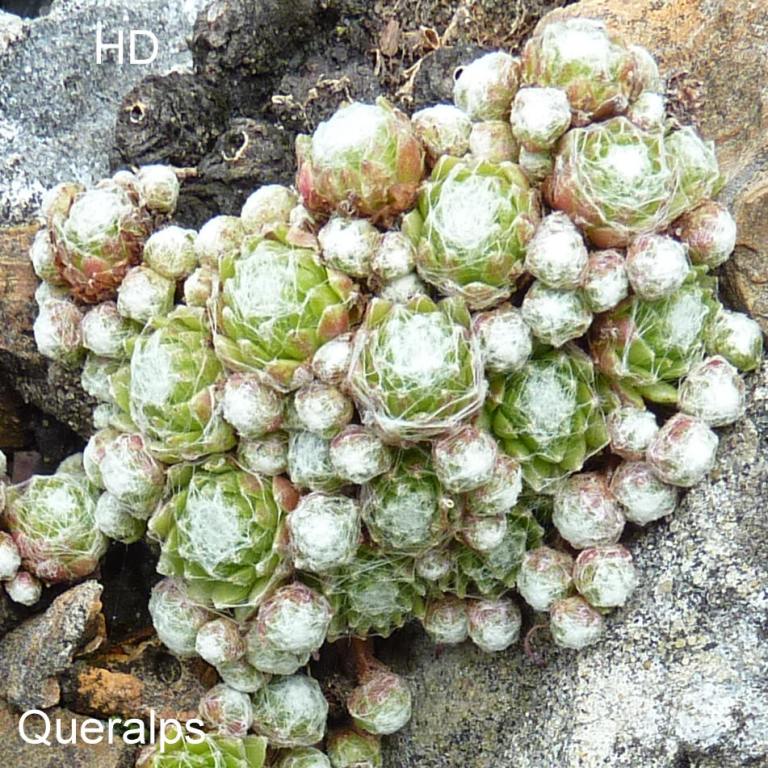 arachnoideum from Queralbs