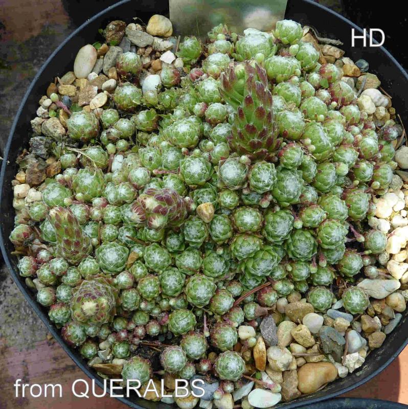 arachnoideum from Queralbs
