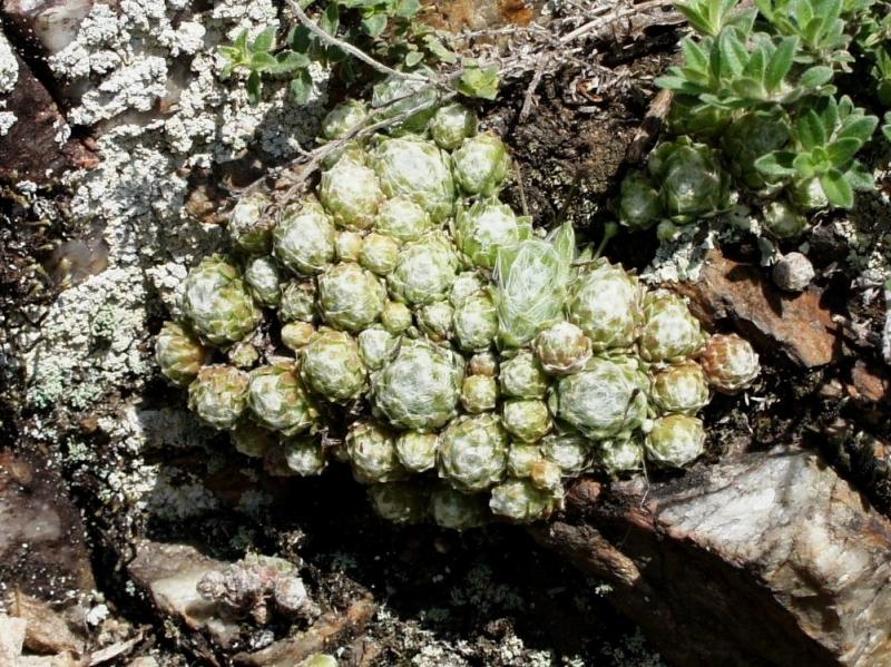arachnoideum from Säbener Berg