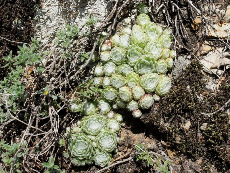 arachnoideum from Säbener Berg