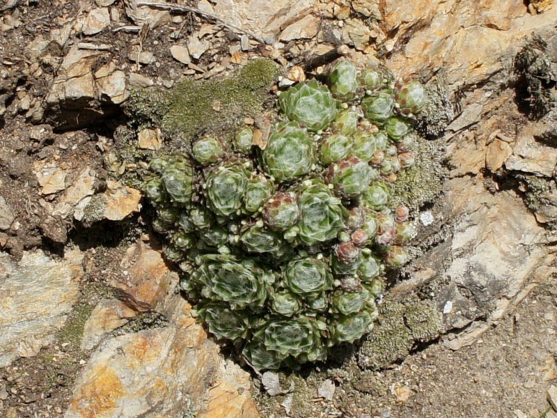 arachnoideum from Säbener Berg