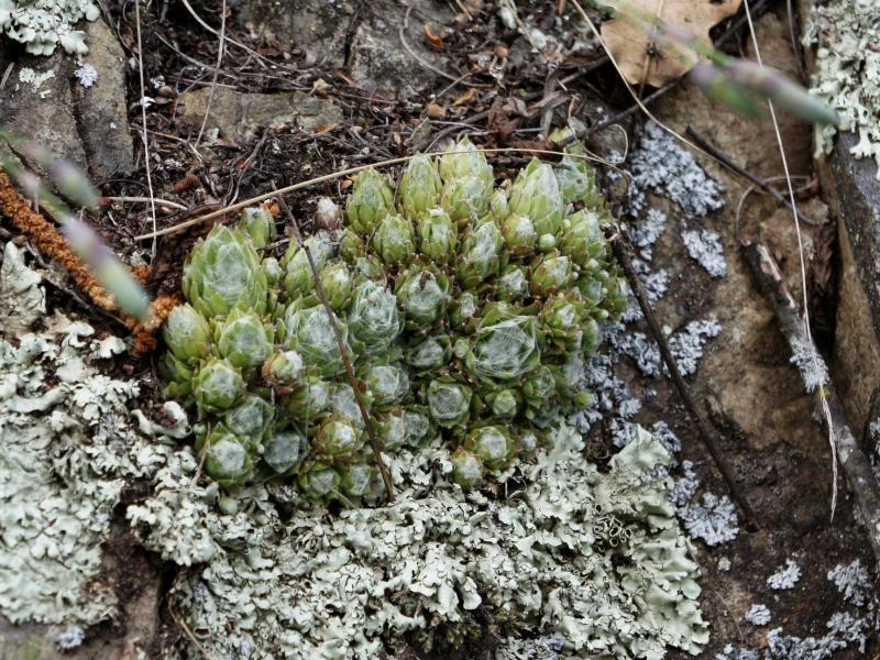 arachnoideum from Säbener Berg