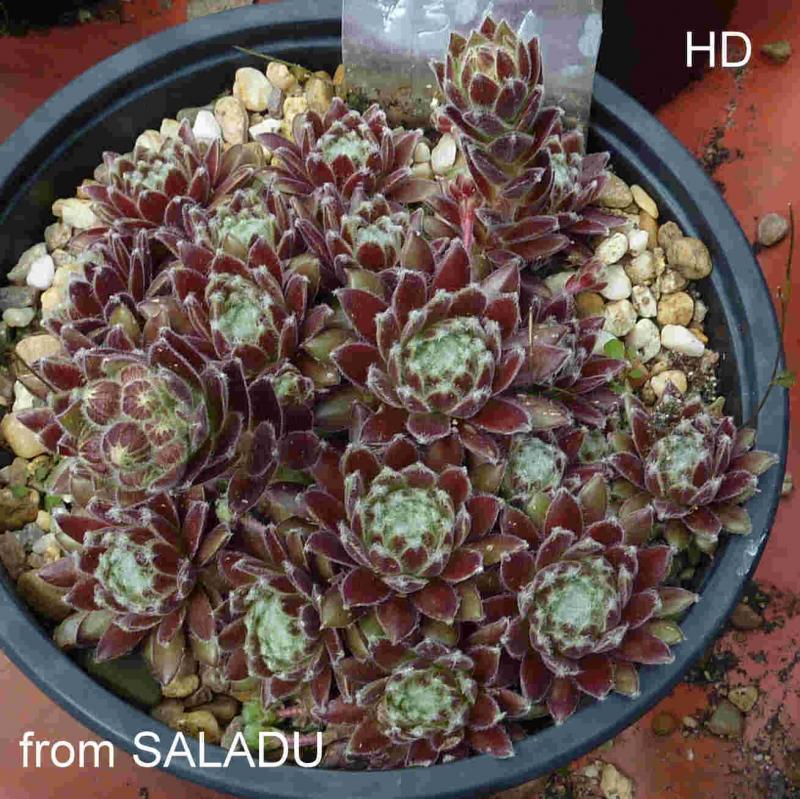 arachnoideum from Salardú