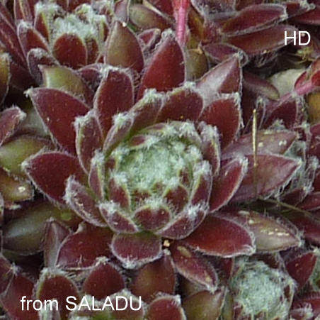 arachnoideum from Salardú
