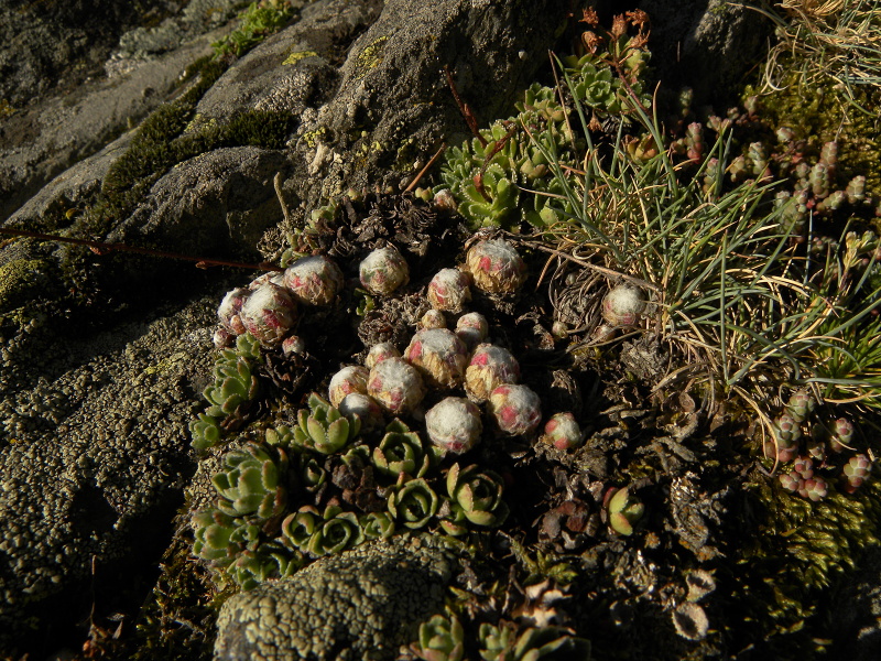 arachnoideum from Sant Maurici, Brücke