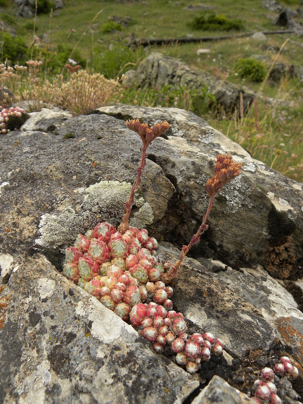 arachnoideum from Sant Maurici, unter dem See S. M.