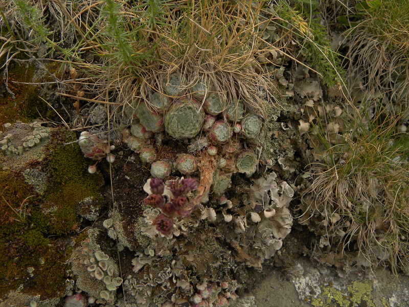 arachnoideum from Sant Maurici, unter dem See S. M.