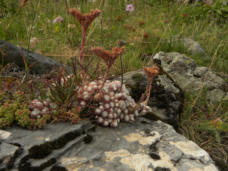 arachnoideum from Sant Maurici, unter dem See S. M.
