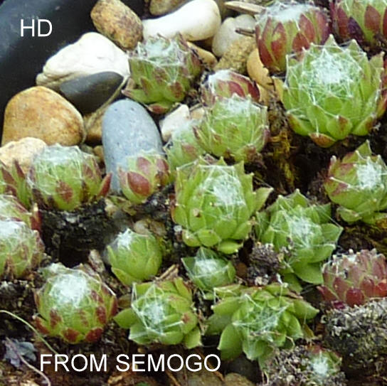 arachnoideum from Semogo