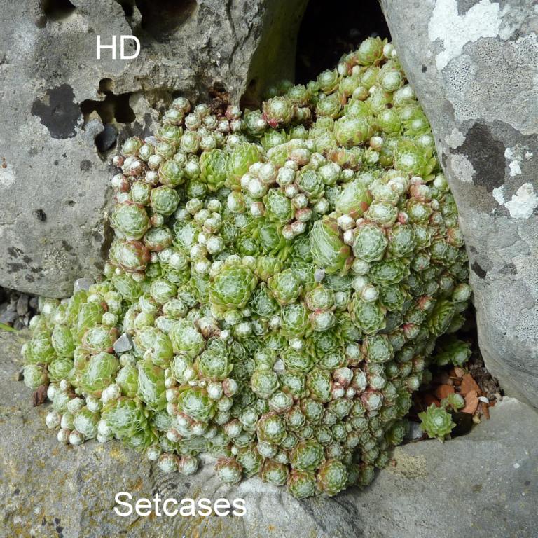 arachnoideum from Setcases
