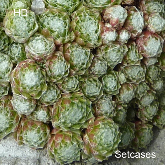 arachnoideum from Setcases