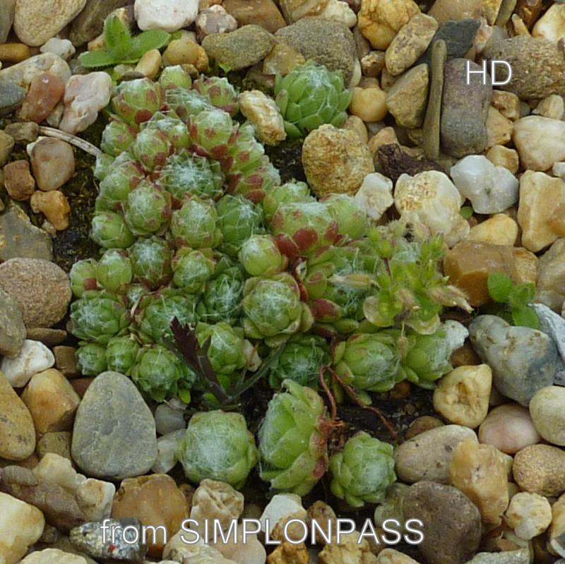 arachnoideum from Simplonpass