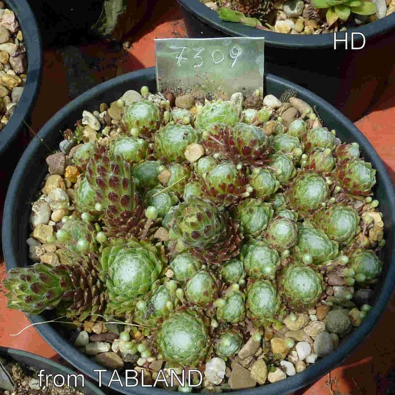 arachnoideum from Tabland