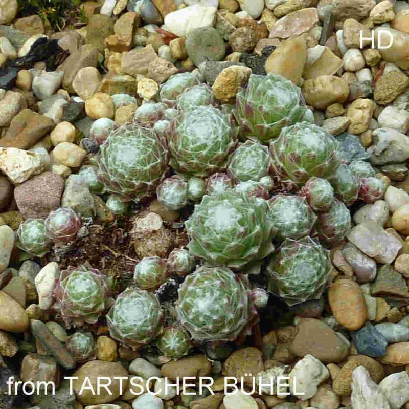 arachnoideum from Tartscher Bühel