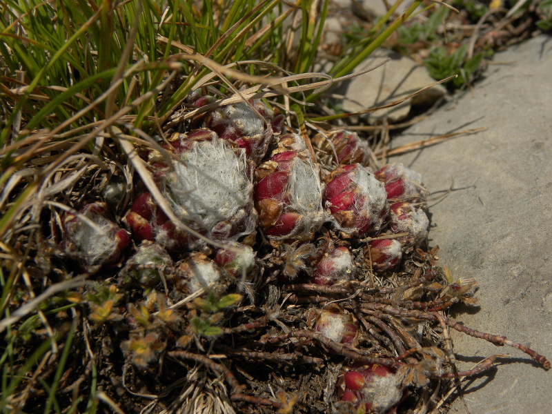 arachnoideum from Torreta de Cadí, Abhang