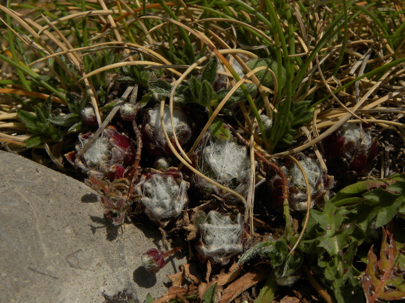 arachnoideum from Torreta de Cadí, Abhang