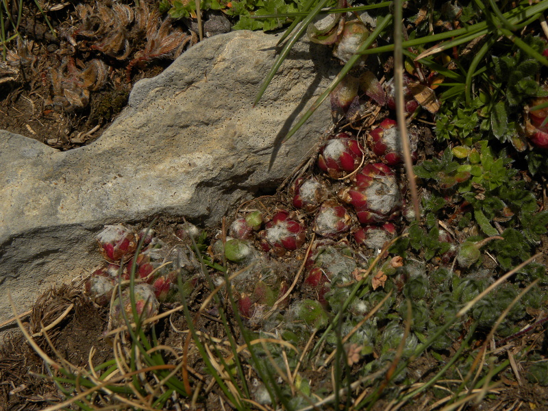 arachnoideum from Torreta de Cadí, Abhang