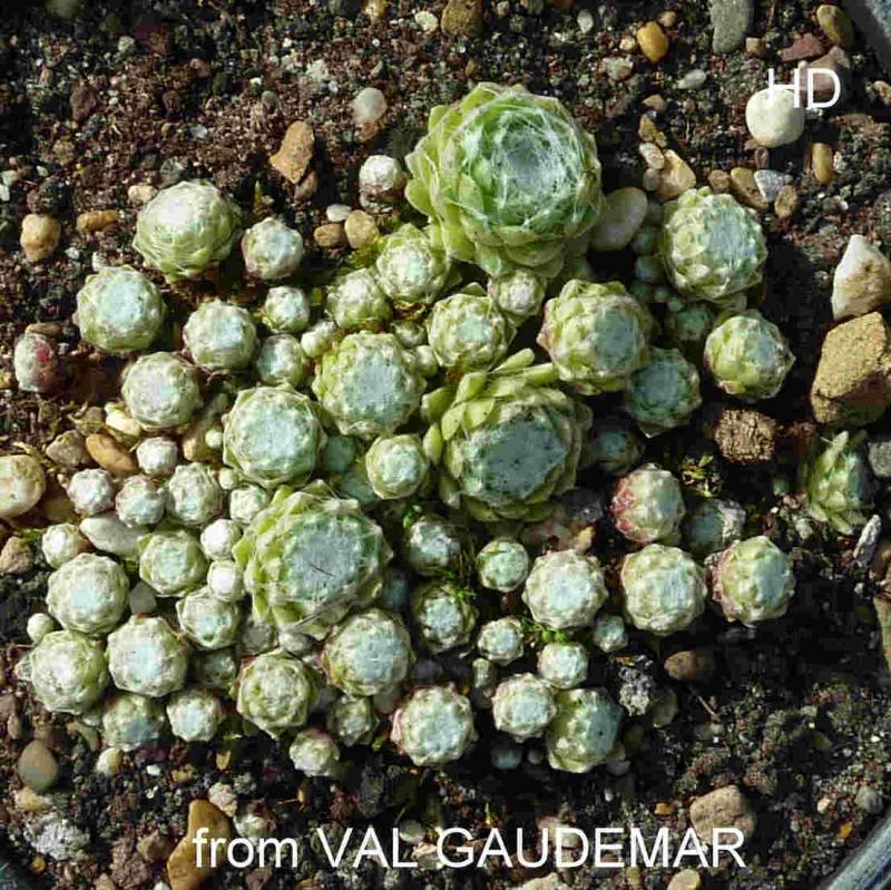 arachnoideum from Valgaudémar