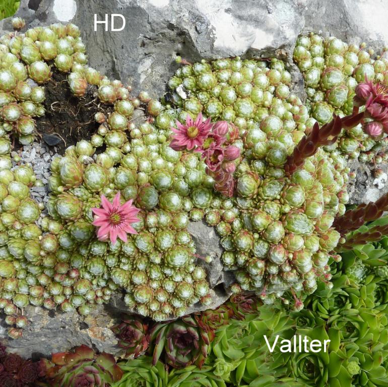 arachnoideum from Vallter