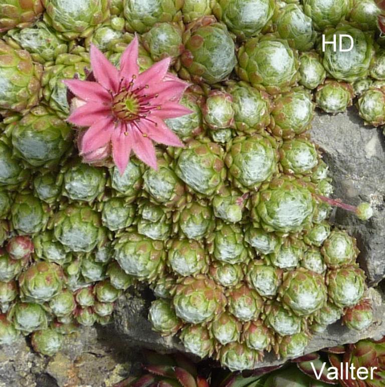 arachnoideum from Vallter