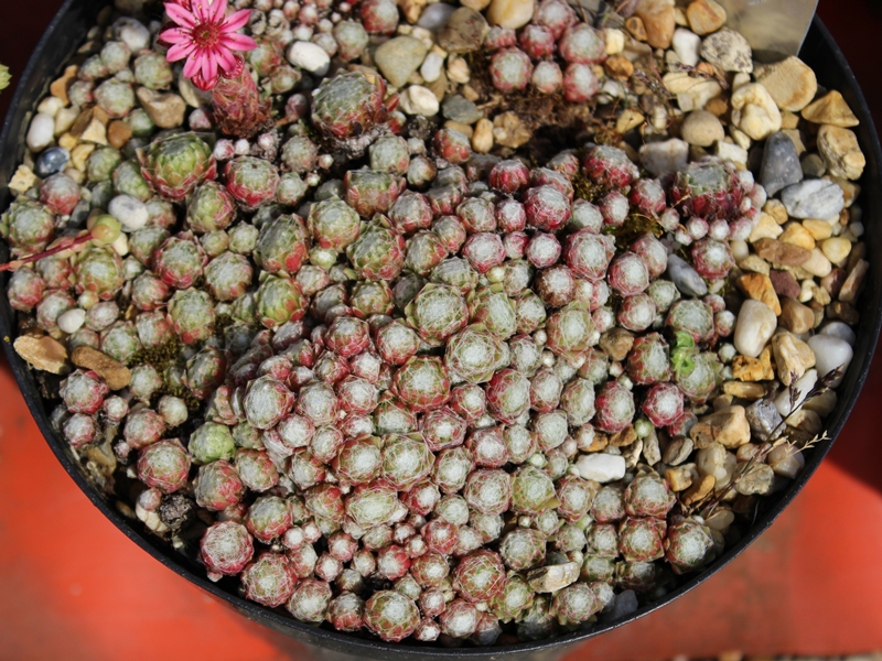 arachnoideum from Vispertal