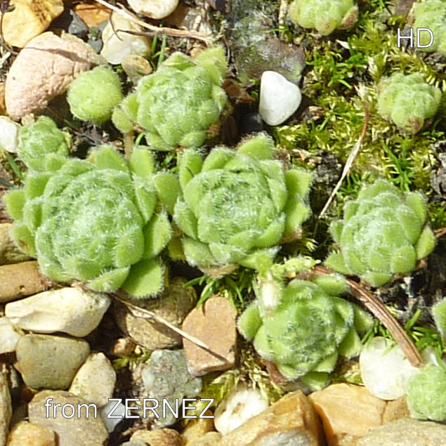 arachnoideum from Zernes