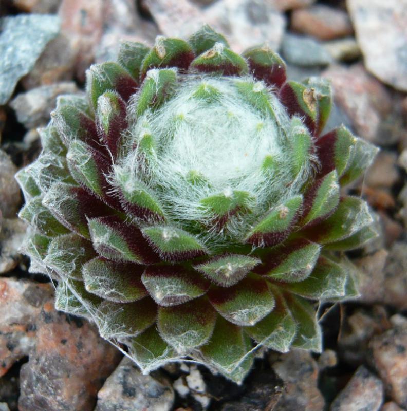 arachnoideum SM 1005