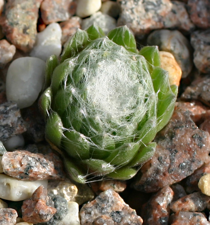 arachnoideum SM 1005
