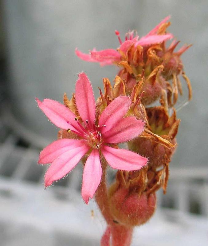 arachnoideum SM 1005
