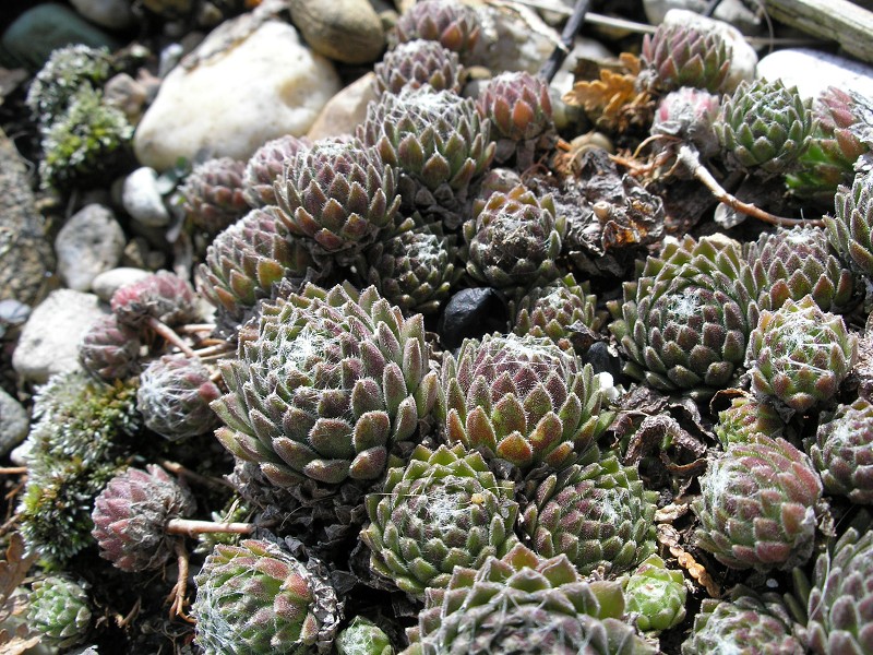 arachnoideum ssp. arachnoideum (doellianum)
