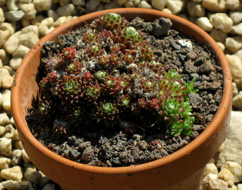 arachnoideum ssp. arachnoideum (doellianum)