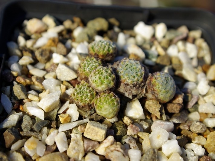 arachnoideum ssp. arachnoideum (doellianum)