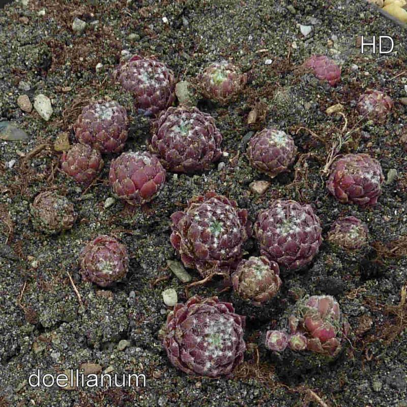 arachnoideum ssp. arachnoideum (doellianum)