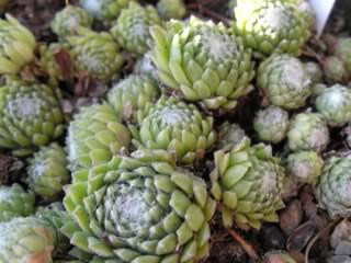 arachnoideum ssp. arachnoideum (doellianum)