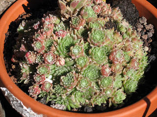 arachnoideum ssp. arachnoideum (doellianum)
