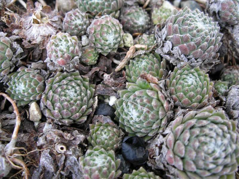 arachnoideum ssp. arachnoideum (doellianum)