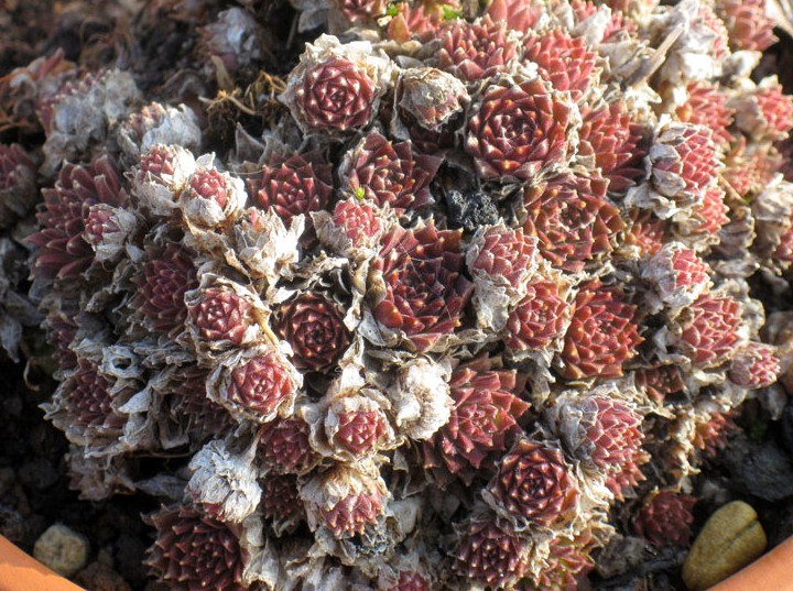 arachnoideum ssp. arachnoideum (doellianum)