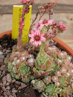arachnoideum ssp. arachnoideum (doellianum)