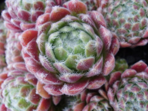arachnoideum ssp. arachnoideum (glabrescens)