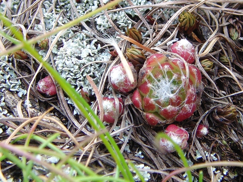 arachnoideum ssp. arachnoideum from Berninapass