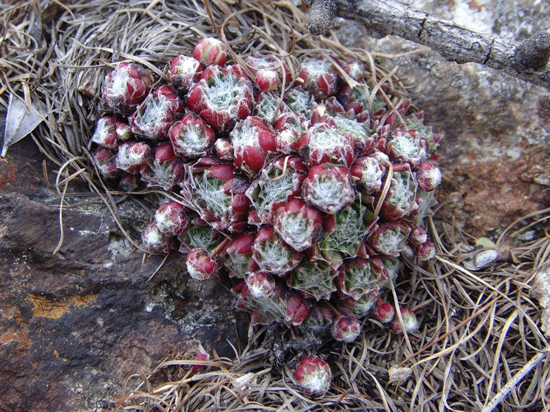 arachnoideum ssp. arachnoideum from Berninapass