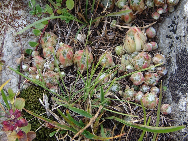 arachnoideum ssp. arachnoideum from Berninapass