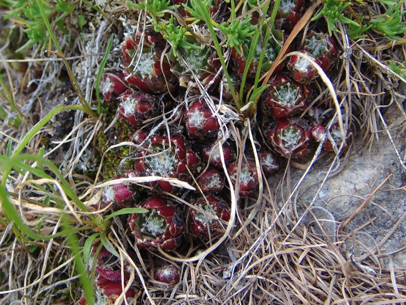 arachnoideum ssp. arachnoideum from Berninapass