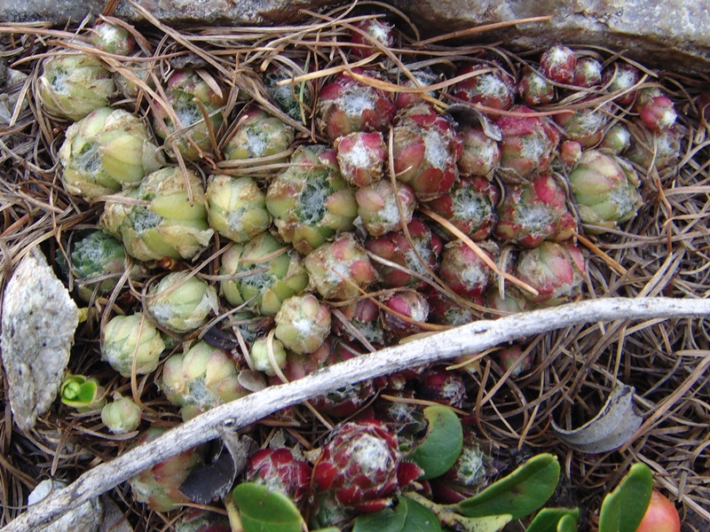 arachnoideum ssp. arachnoideum from Berninapass