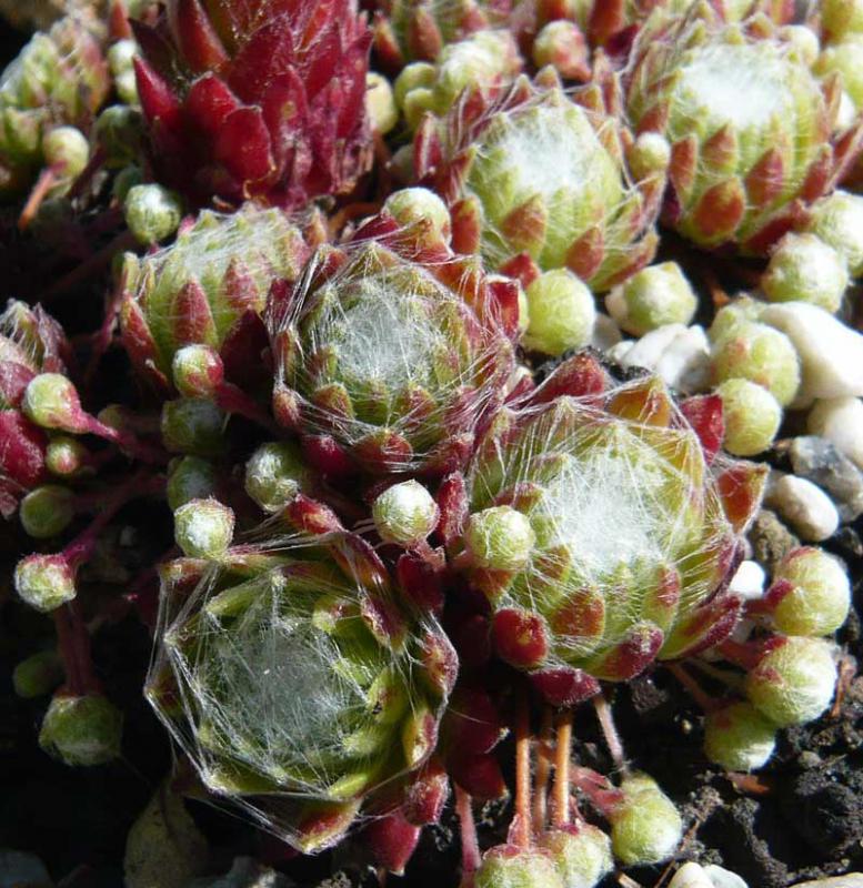 arachnoideum ssp. arachnoideum from Fextal