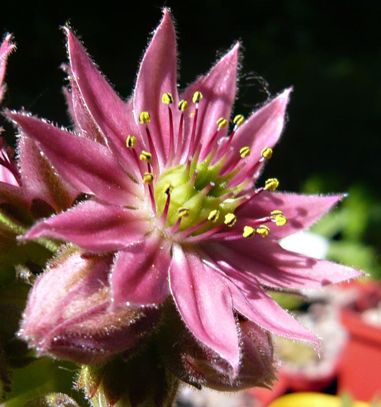 arachnoideum ssp. arachnoideum from Fextal