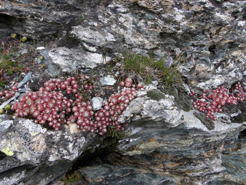 arachnoideum ssp. arachnoideum from Gornergrat (Riffelberg)