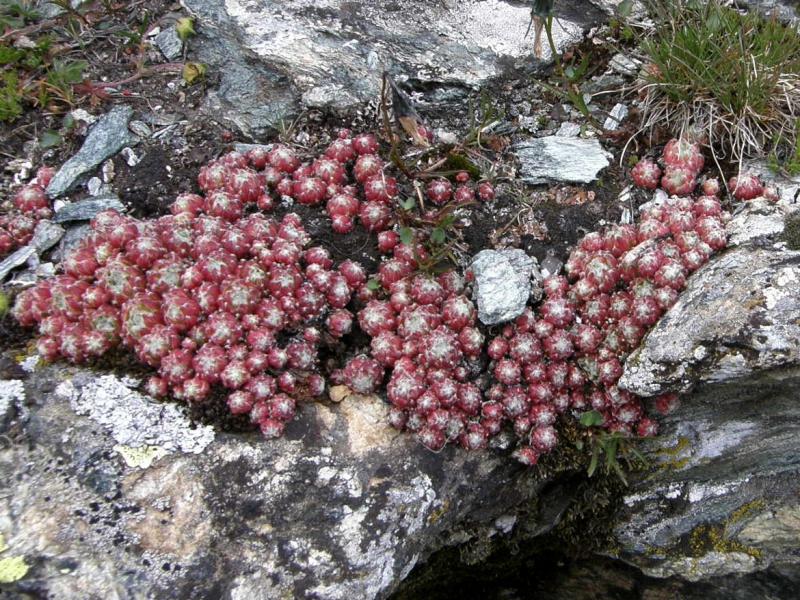arachnoideum ssp. arachnoideum from Gornergrat (Riffelberg)
